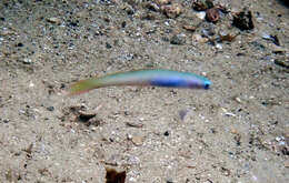 Image of Lyre-tail dart goby