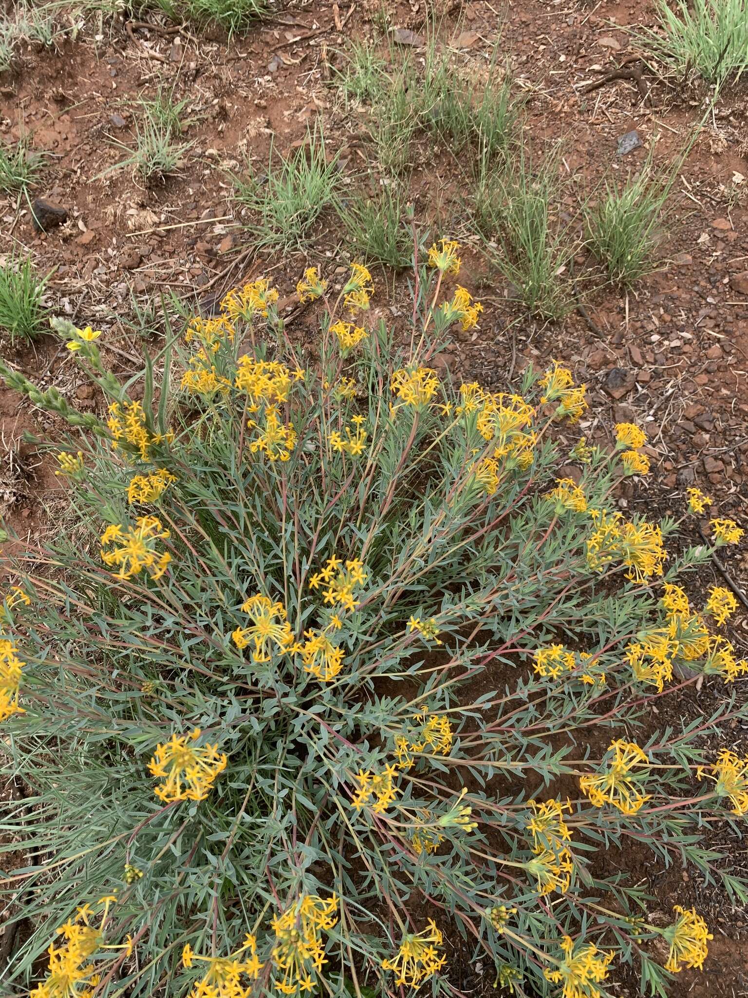 Image of Gnidia capitata L. fil.