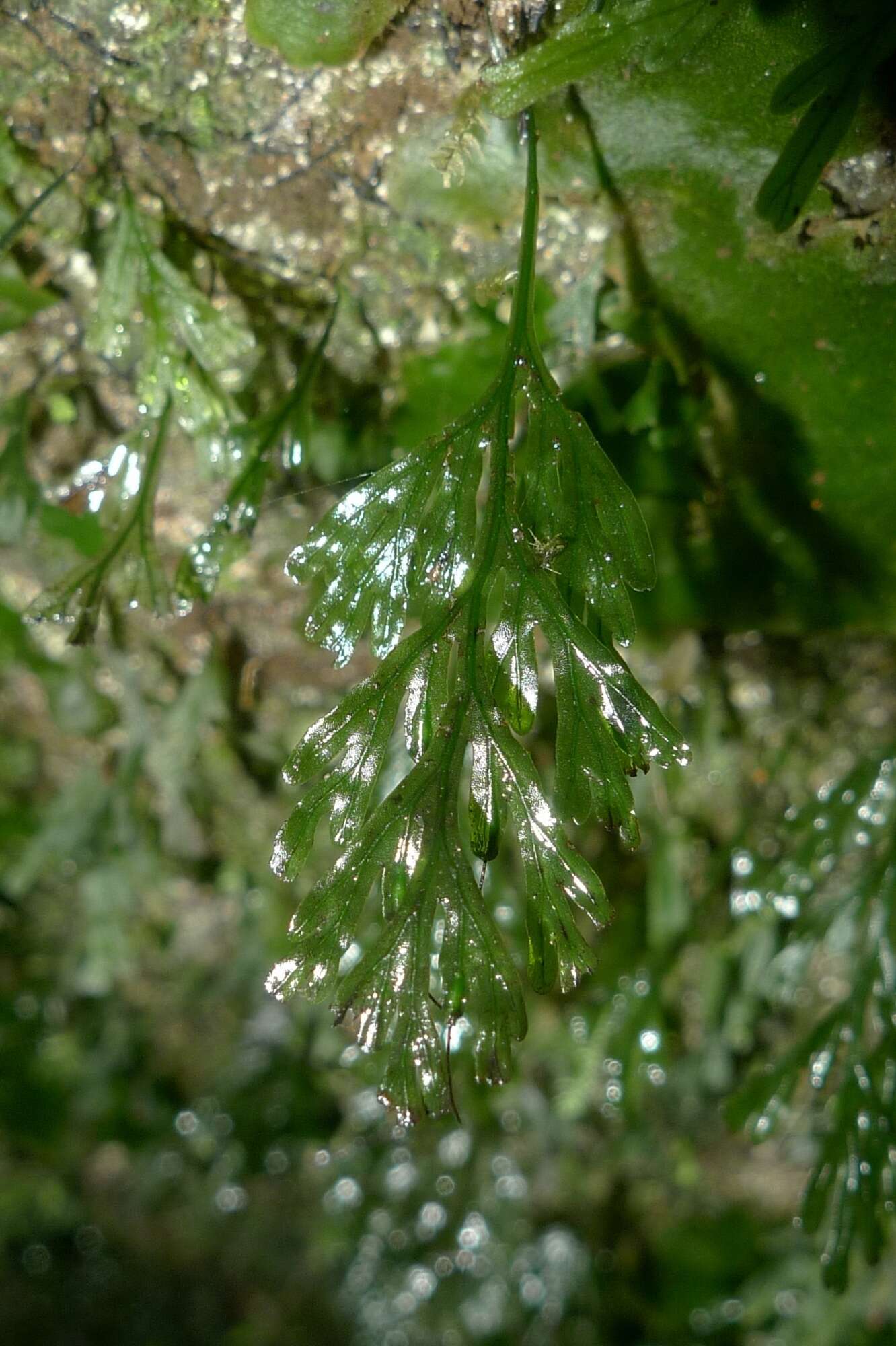 Image of Polyphlebium endlicherianum (C. Presl) Ebihara & K. Iwats.