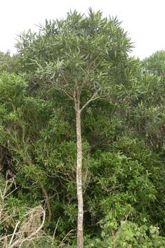 Image of lancewood