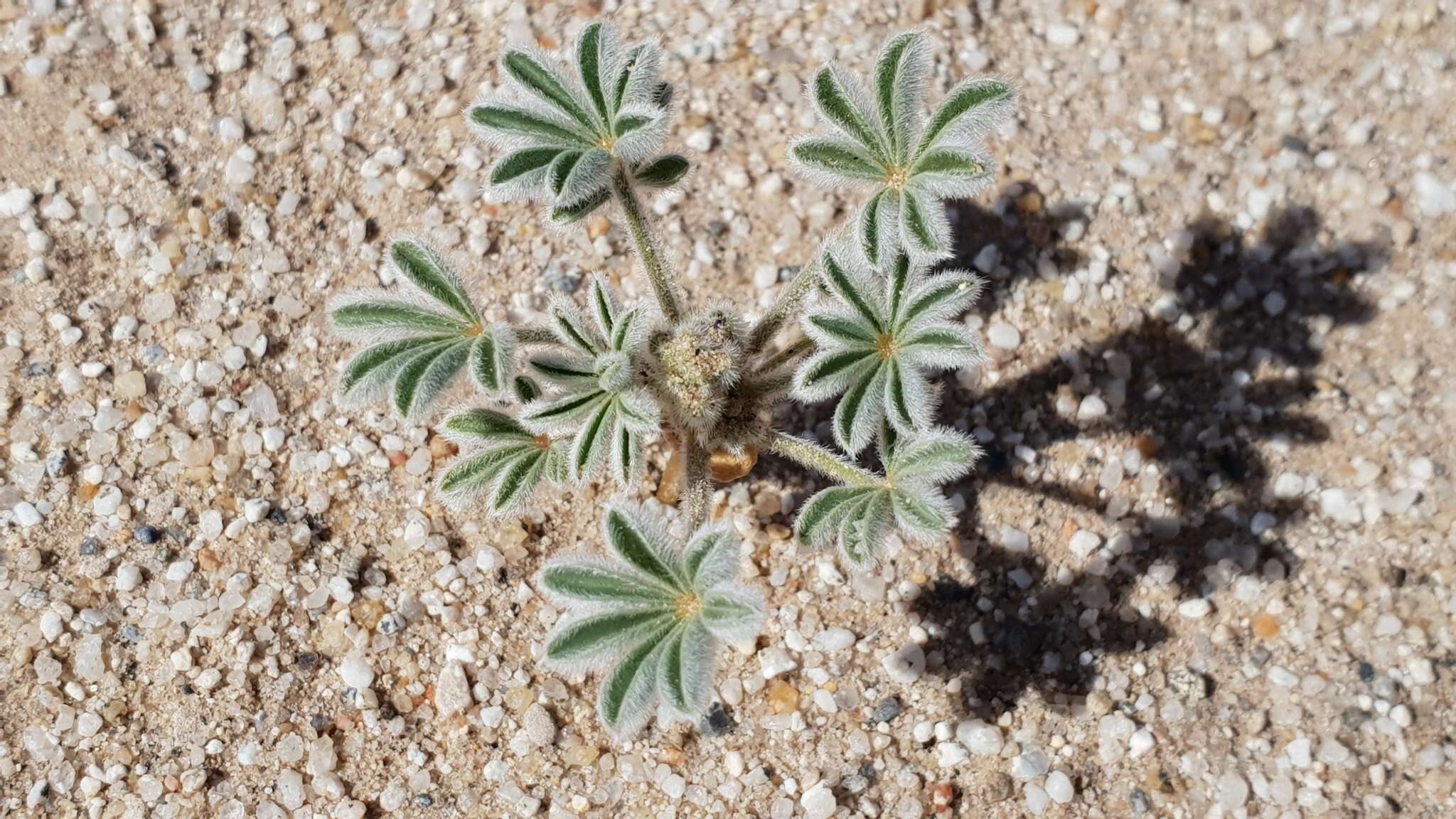 Image of purple desert lupine