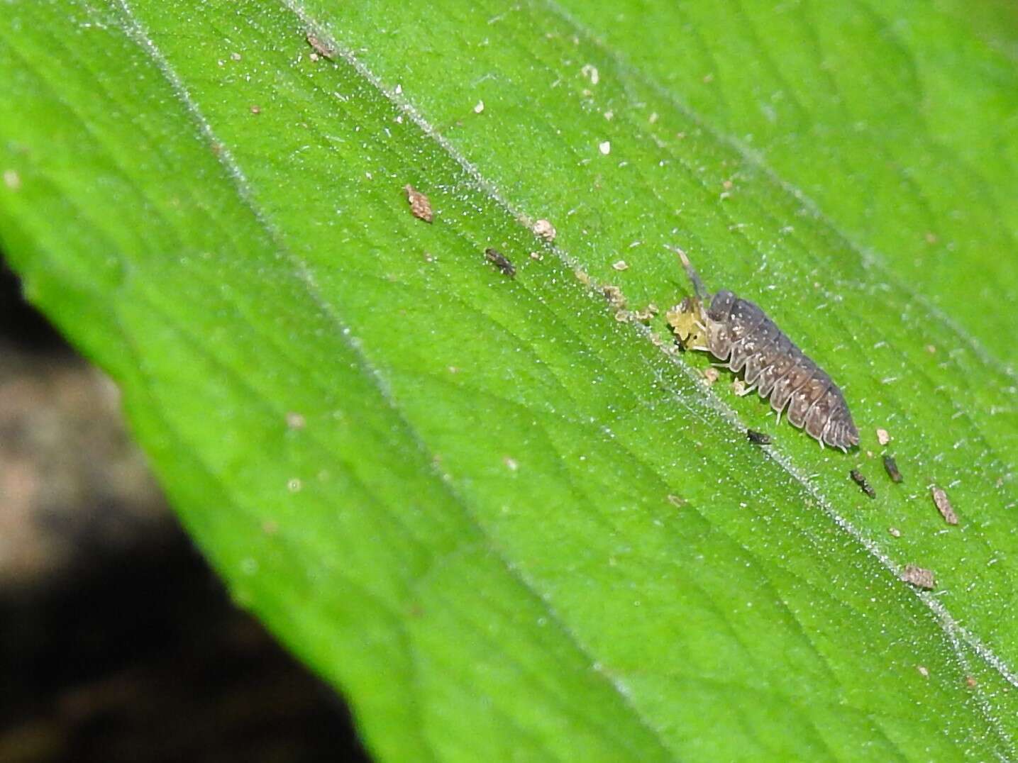 Image of Dryadillo maculatus (Arcangeli 1927)