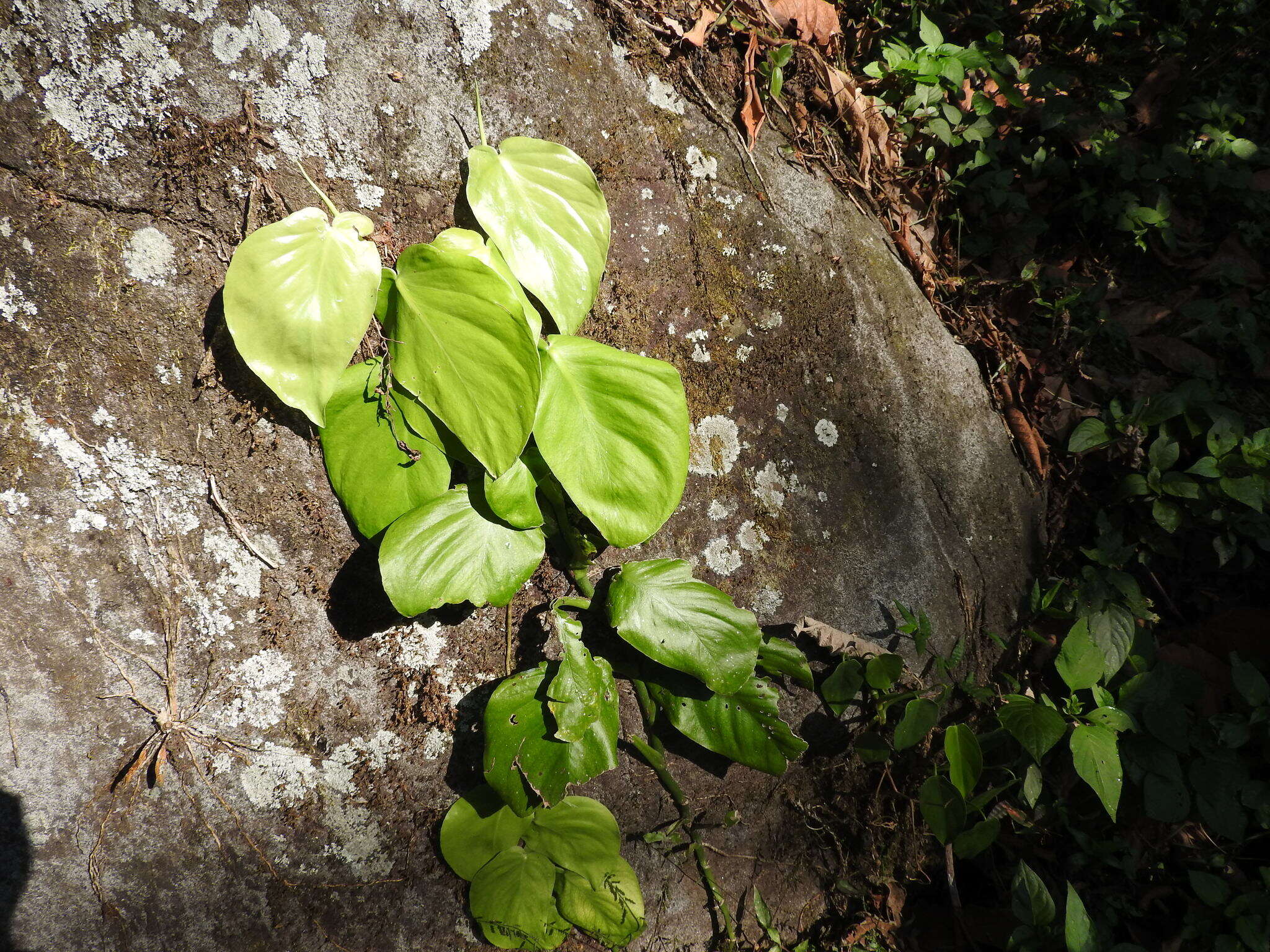 Image of Monstera acuminata K. Koch