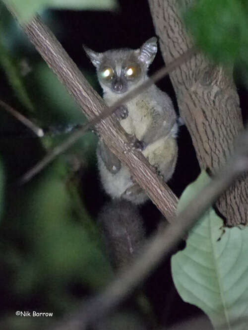 Image of Demidoff’s dwarf galago