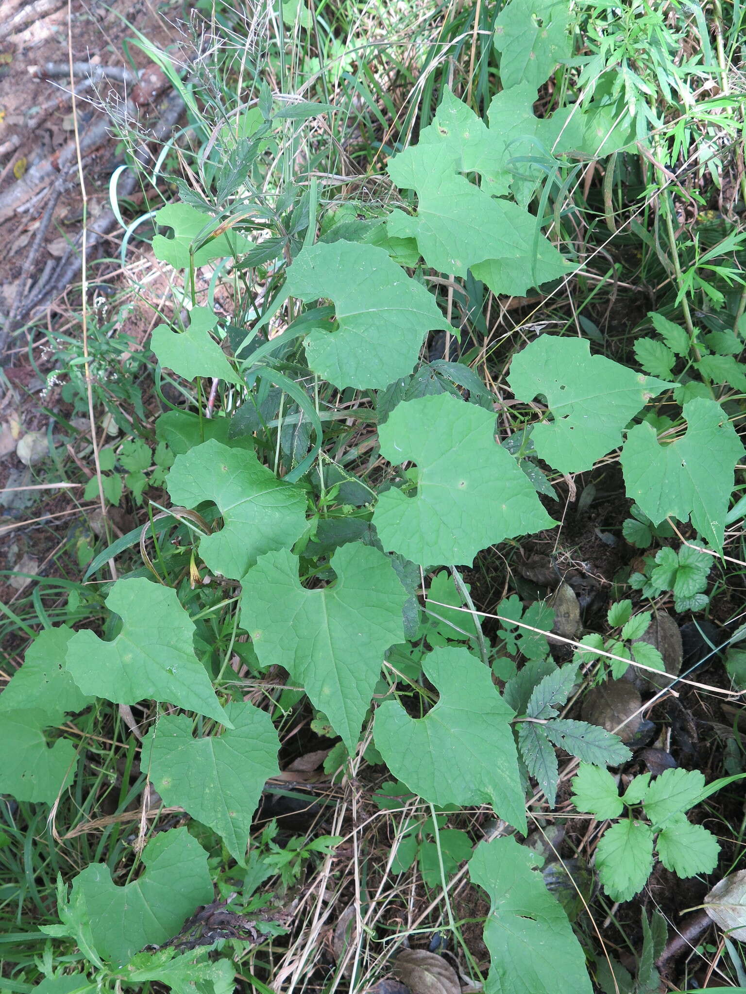 Sivun Schizopepon bryoniifolius Maxim. kuva