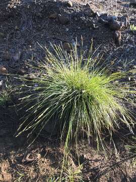 Imagem de Carex mendocinensis Olney ex Boott