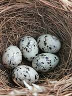 Image of Gray Bunting