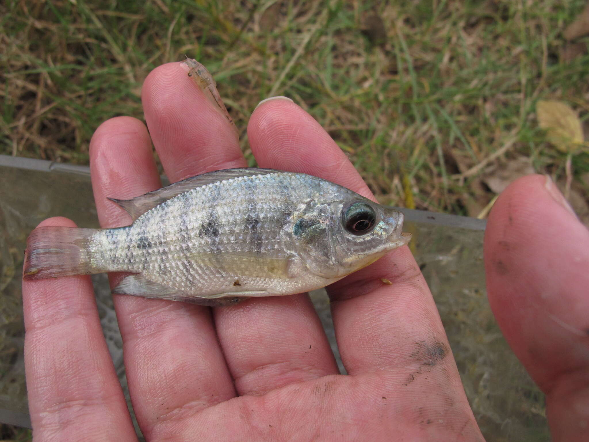 Image de Oreochromis niloticus (Linnaeus 1758)