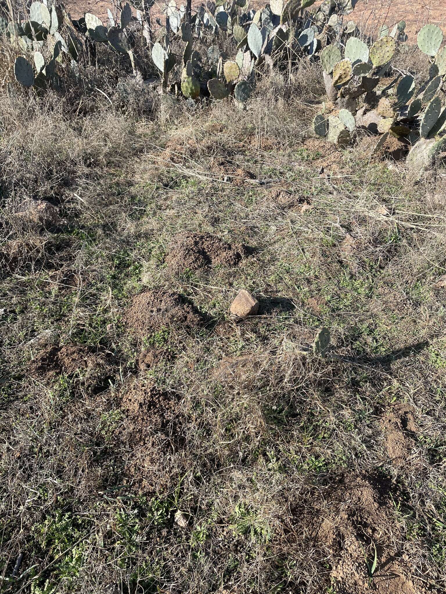 Image of Central Texas Pocket Gopher