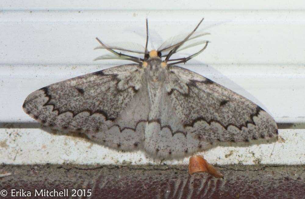 Image of False Hemlock Looper