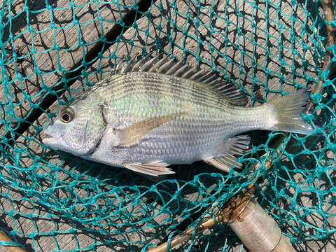 Image of Blackhead Seabream