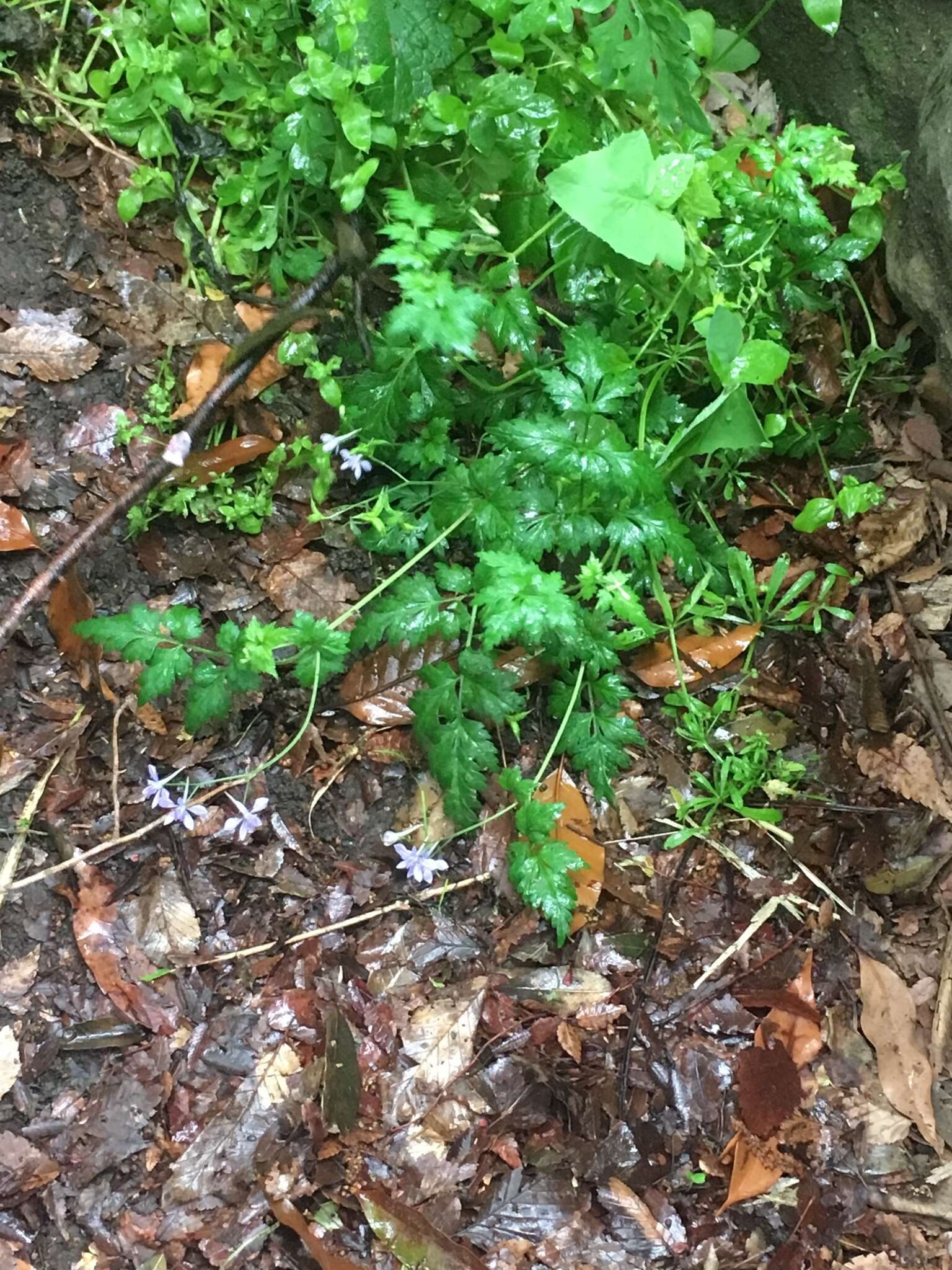 Image of Delphinium anthriscifolium Hance