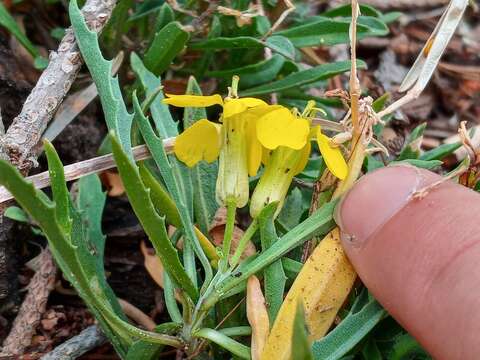 Image of sanddune wallflower