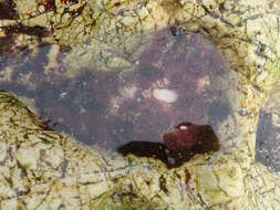 Image of Anthopleura mariscali Daly & Fautin 2004