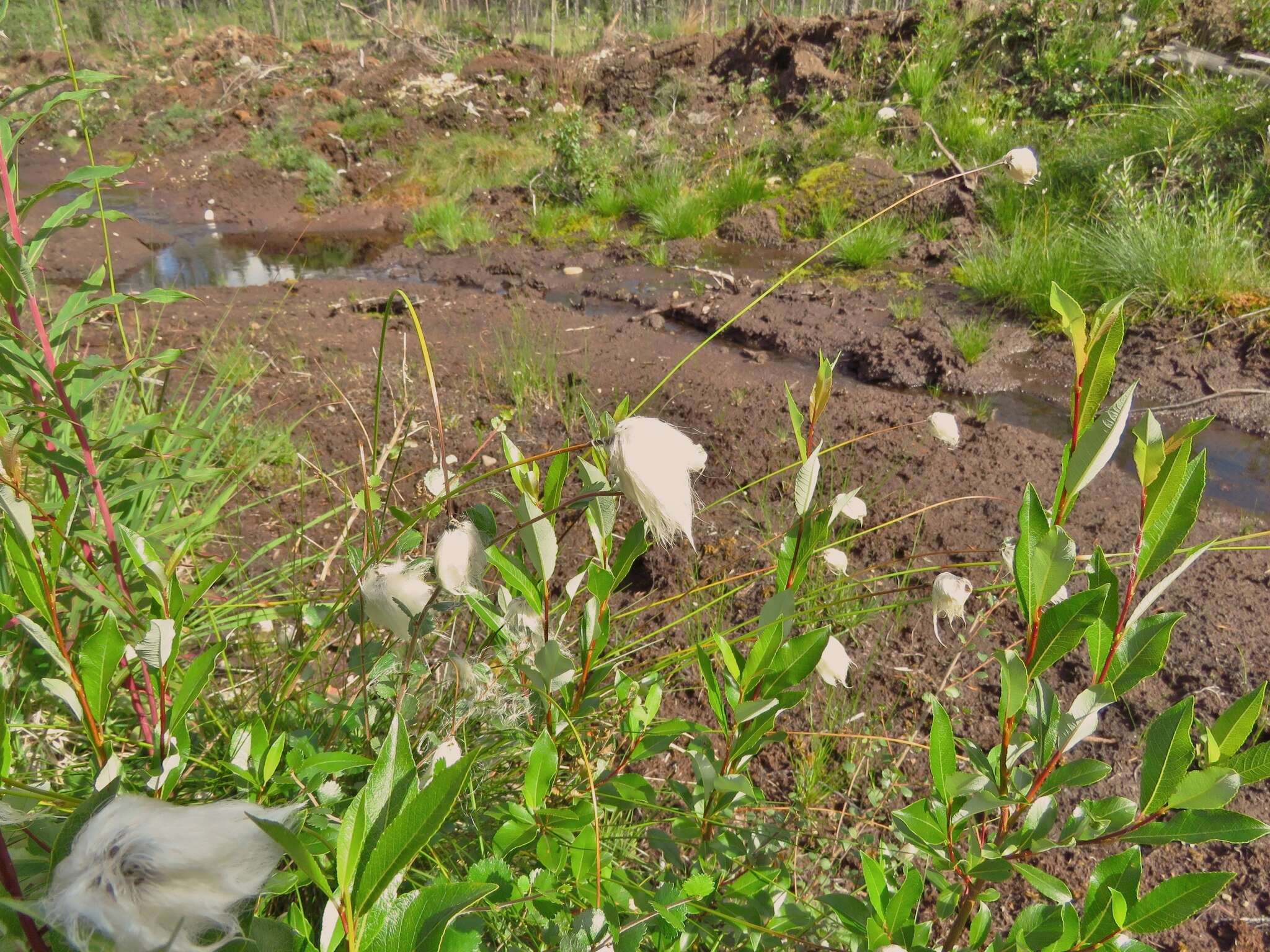 Image of tall cottongrass