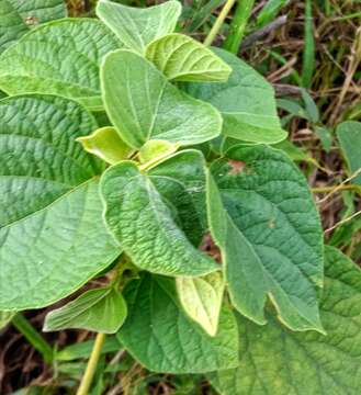 Imagem de Clerodendrum infortunatum L.