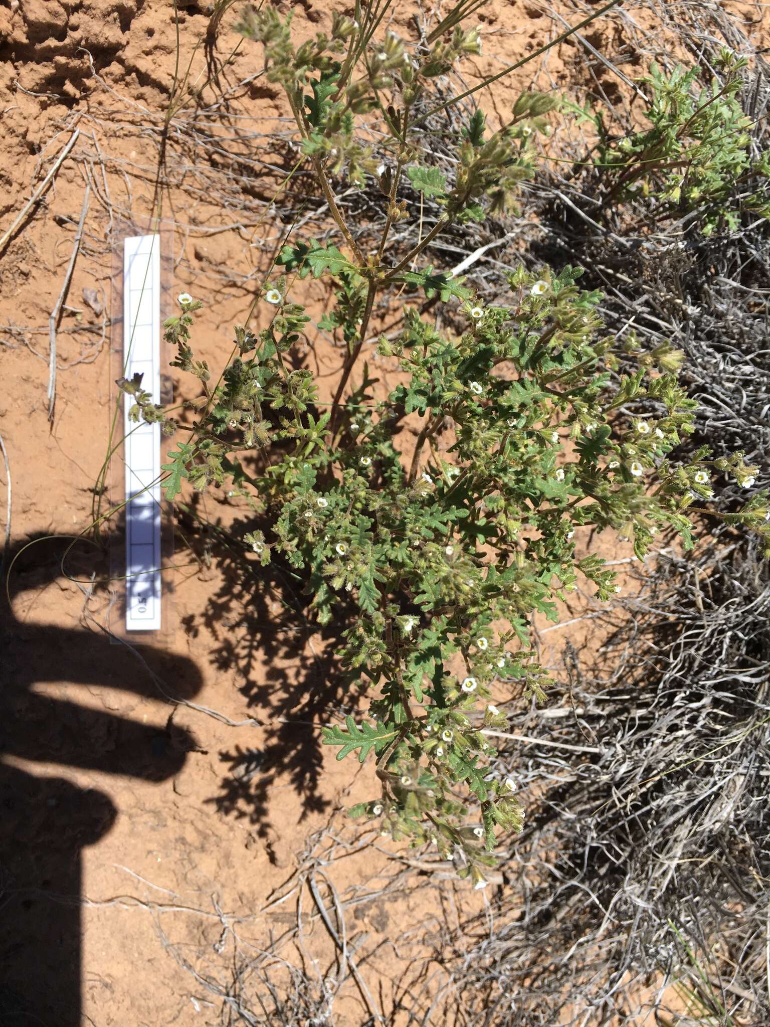 Phacelia ivesiana Torr. resmi