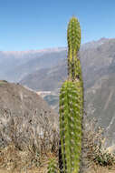 Corryocactus brevistylus (K. Schum. ex Vaupel) Britton & Rose resmi