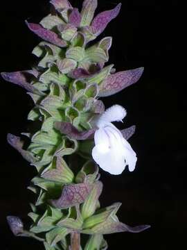 Salvia shannonii Donn. Sm. resmi