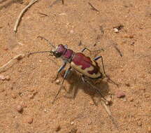 Image of Beautiful tiger beetle