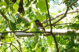 Image of African Paradise Flycatcher