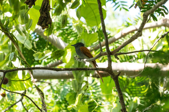 Image of African Paradise Flycatcher