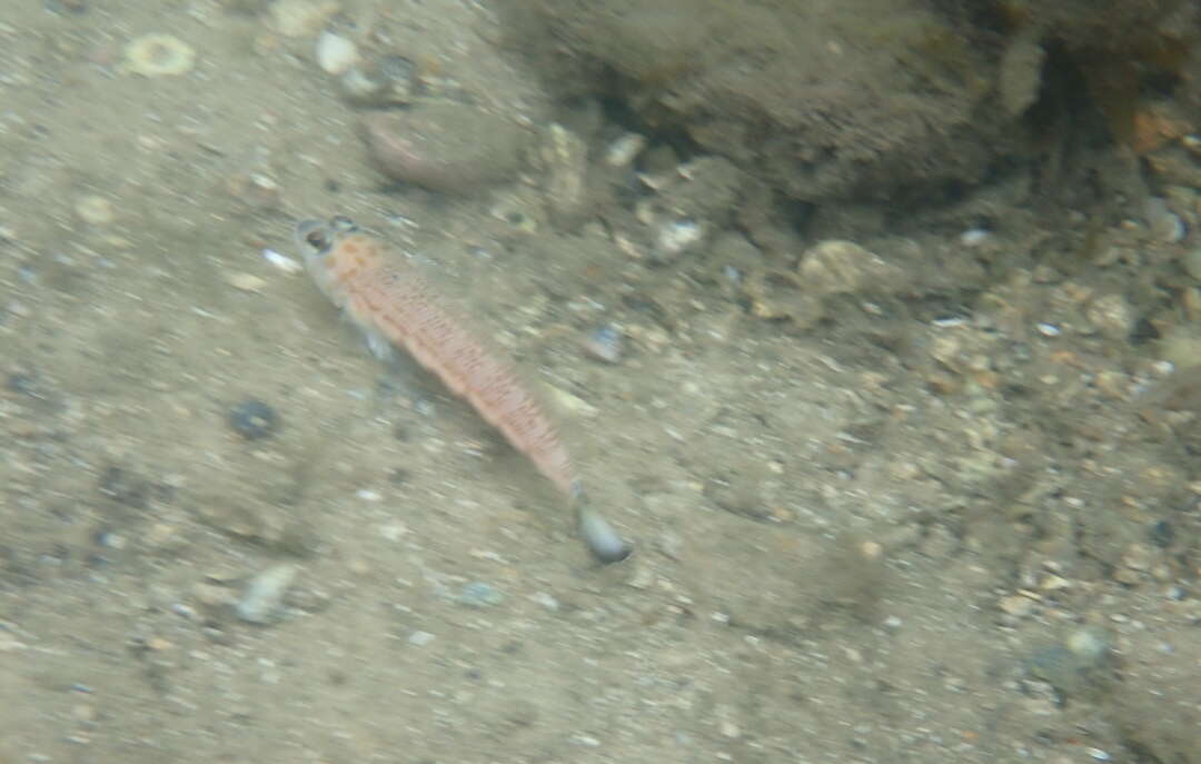 Image of Ramsay&#39;s grubfish