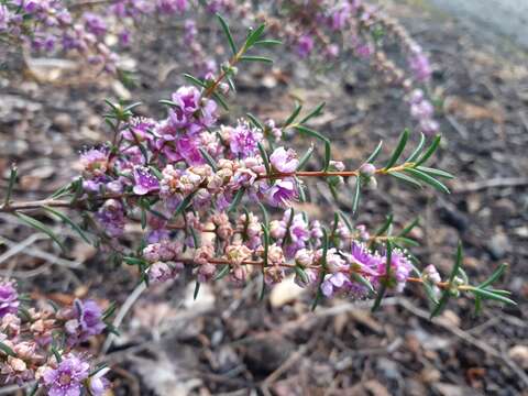 صورة Hypocalymma robustum (Endl.) Lindl.