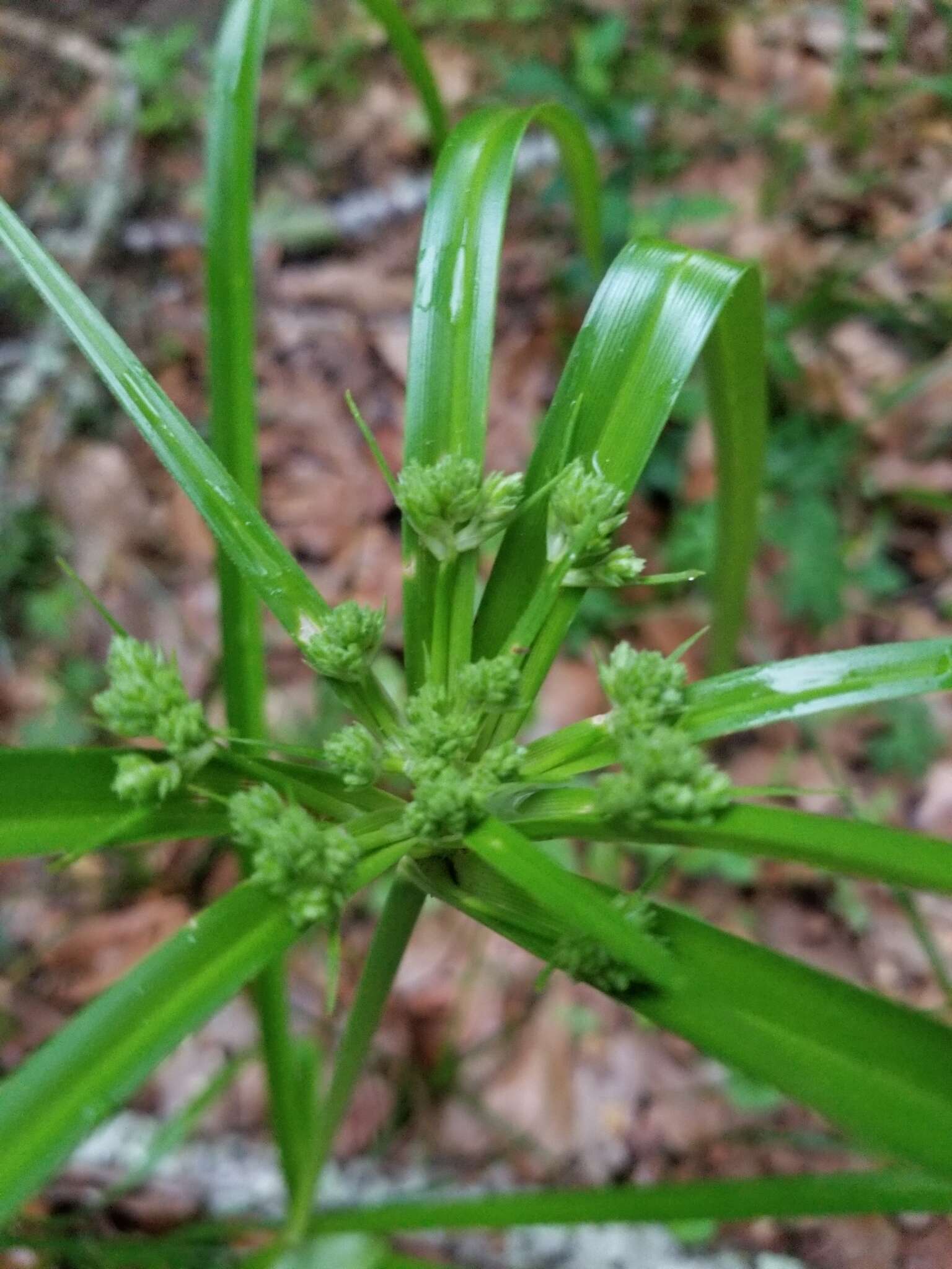 Image of woodrush flatsedge