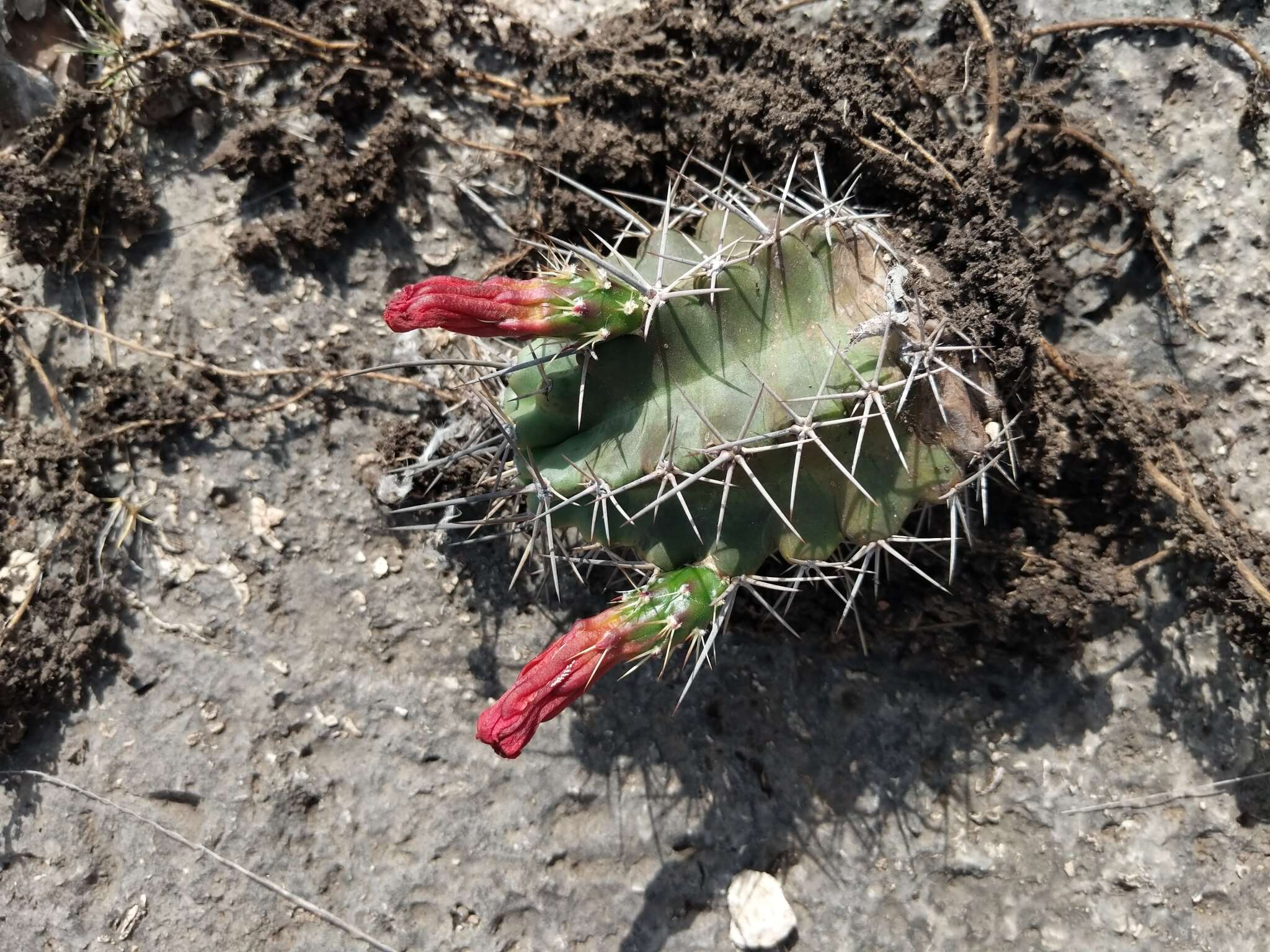 Image of Echinocereus coccineus subsp. transpecosensis