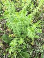 Image of piedmont bedstraw