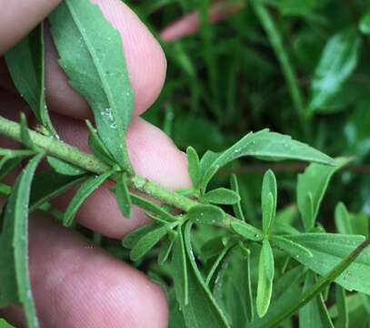 Eupatorium mohrii E. Greene的圖片