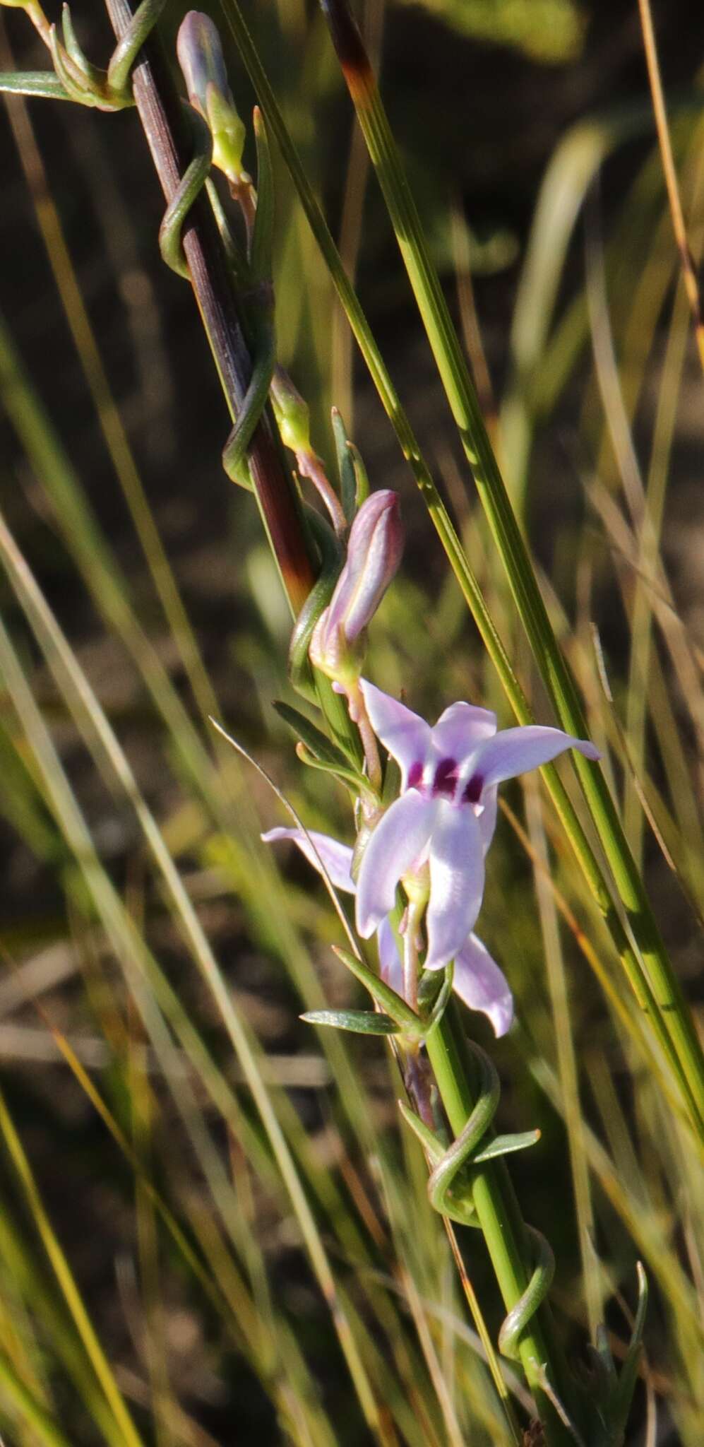 Image of Cyphia sylvatica Eckl. & Zeyh.