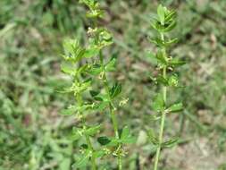 Image of Cruciata glabra (L.) Opiz