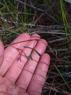 Image of Trachymene incisa subsp. incisa