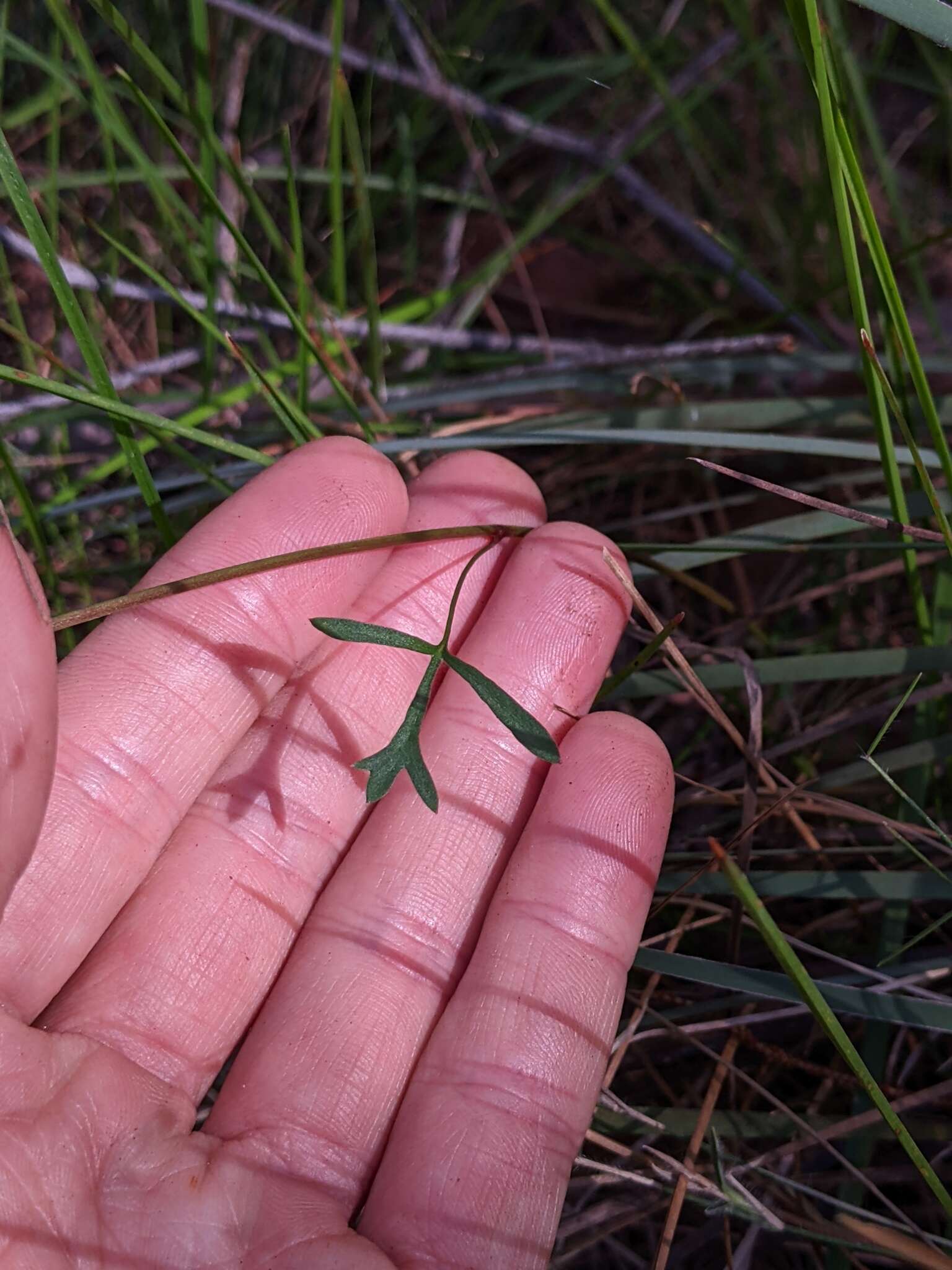 Image of Trachymene incisa subsp. incisa