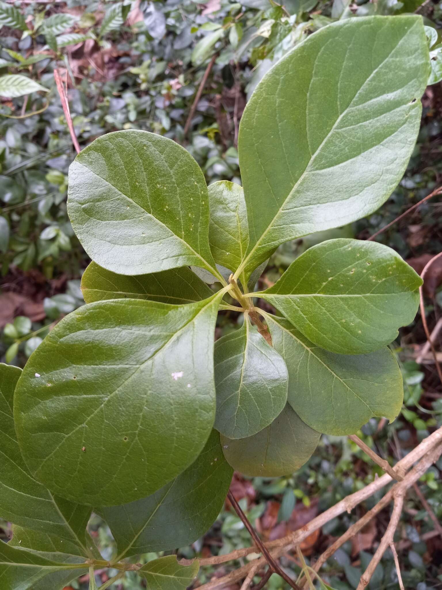 Plancia ëd Cornutia pyramidata L.