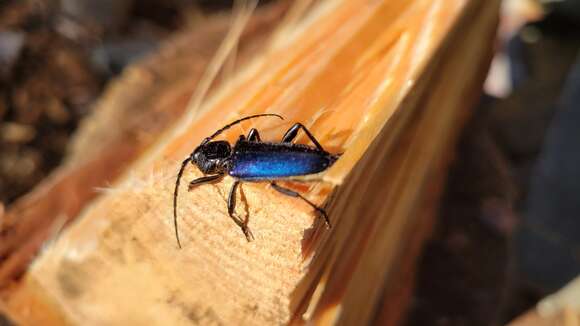 Image of Long-horned beetle