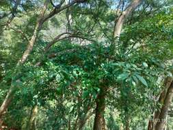 Image of Cape jasmine