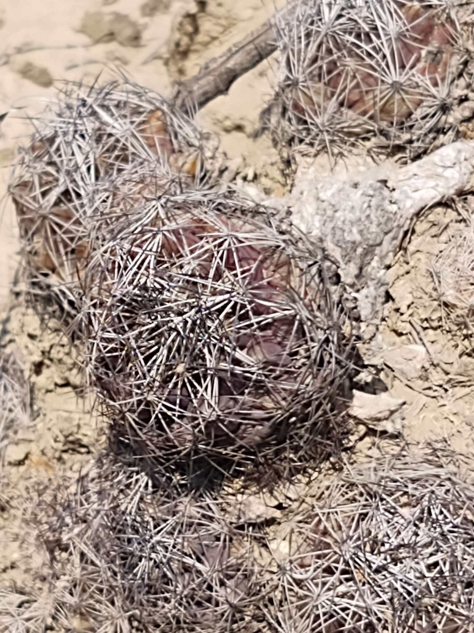 Image of Coryphantha neglecta L. Bremer