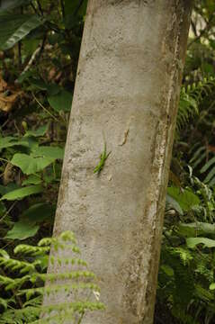 Image of Anolis viridius Köhler & Hedges 2016