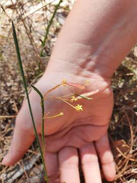 Image of Acacia applanata Maslin