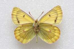 Image of Colias ladakensis Felder & Felder 1865