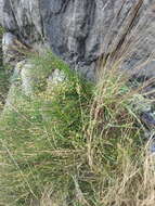 Imagem de Ephedra distachya subsp. helvetica (C. A. Mey.) Asch. & Graebn.