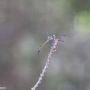 Image of Dasythemis esmeralda Ris 1910