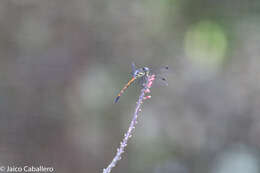 Image de Dasythemis esmeralda Ris 1910