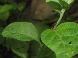 Imagem de Cyphonia trifida Fabricius