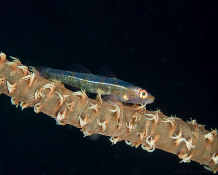 Image of Whip coral goby