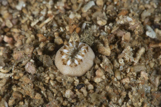 Image of Button Coral