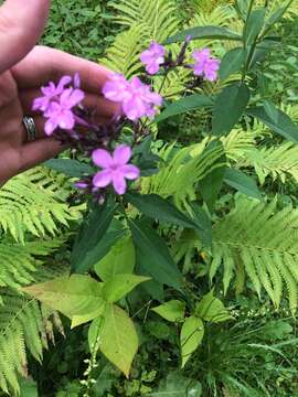 Image of fall phlox